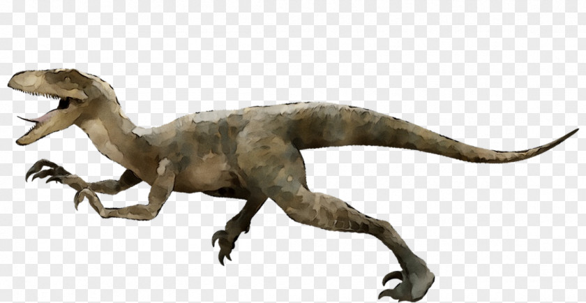Velociraptor Deinonychus Utahraptor Achillobator Tyrannosaurus PNG