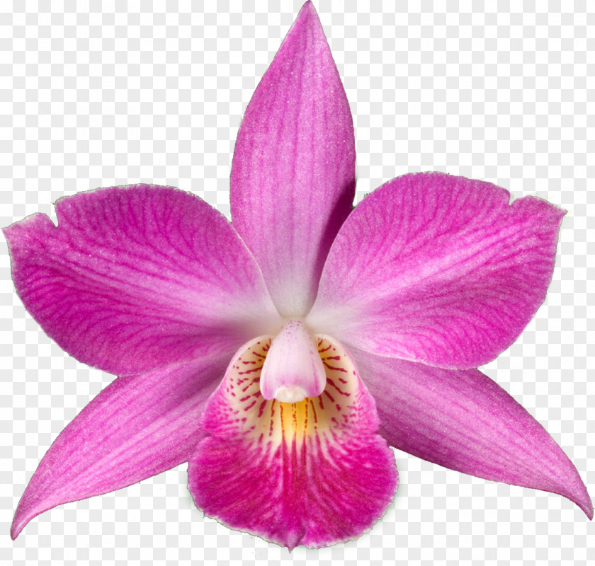 Violet Drawing Orchids Desktop Wallpaper Clip Art PNG