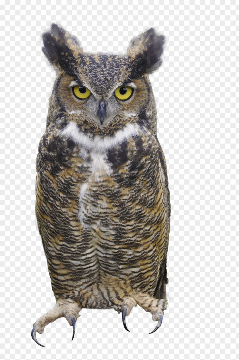 Cute Owl Great Horned Eurasian Eagle-owl Bird Clip Art PNG