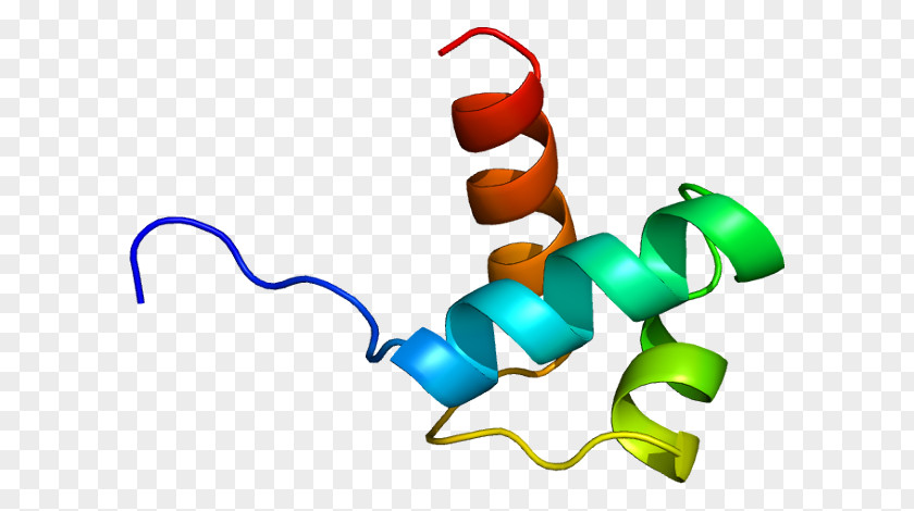 TERF1 PINX1 Chromosome 8 Telomerase Telomeric Repeat Binding Factor (NIMA-interacting) 1 PNG