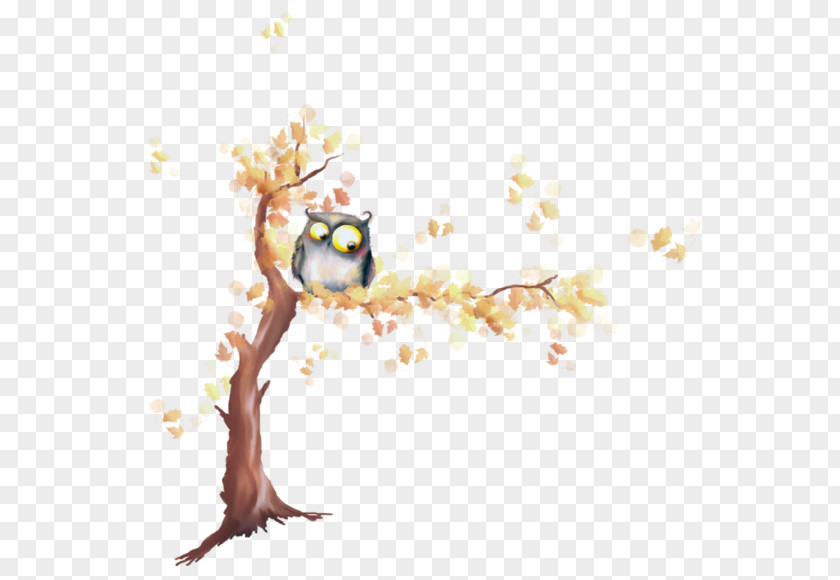 Beau Frame Owl Drawing Cartoon Image PNG