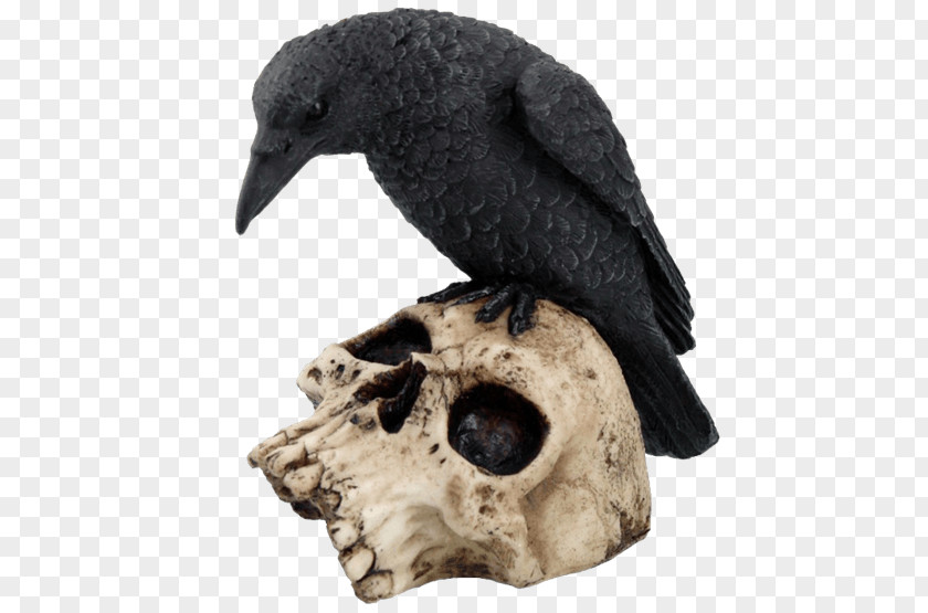 Bird The Raven Skull Common Crow Family PNG