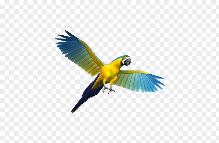 Flying Parrot Bird Cockatiel Budgerigar Toy PNG