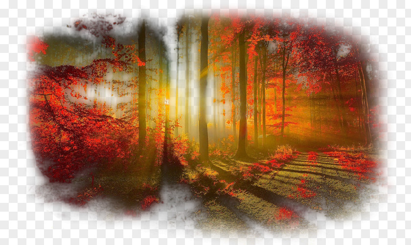 Light Tree Desktop Wallpaper Wood Autumn PNG