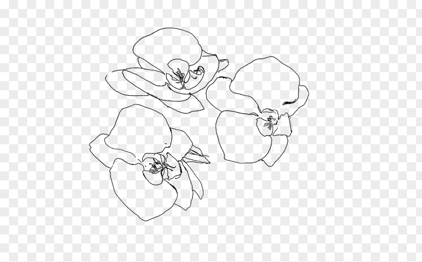 Flower Drawing Lilium Sketch PNG