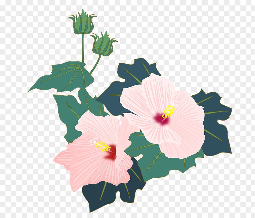 Flower Hibiscus Mutabilis Shoeblackplant Moscheutos Petal PNG