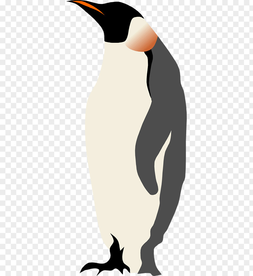 Penguin Illustration Bird PNG