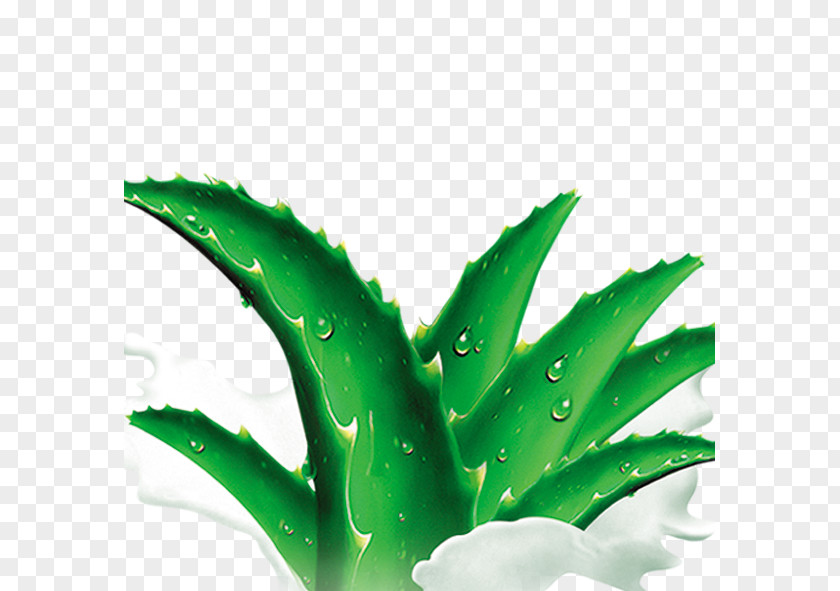 Aloe Agave Clip Art PNG