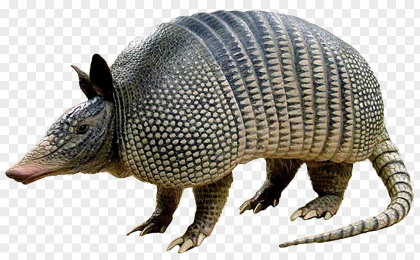 Armadillo Pattern Nine-banded Texas The Image PNG