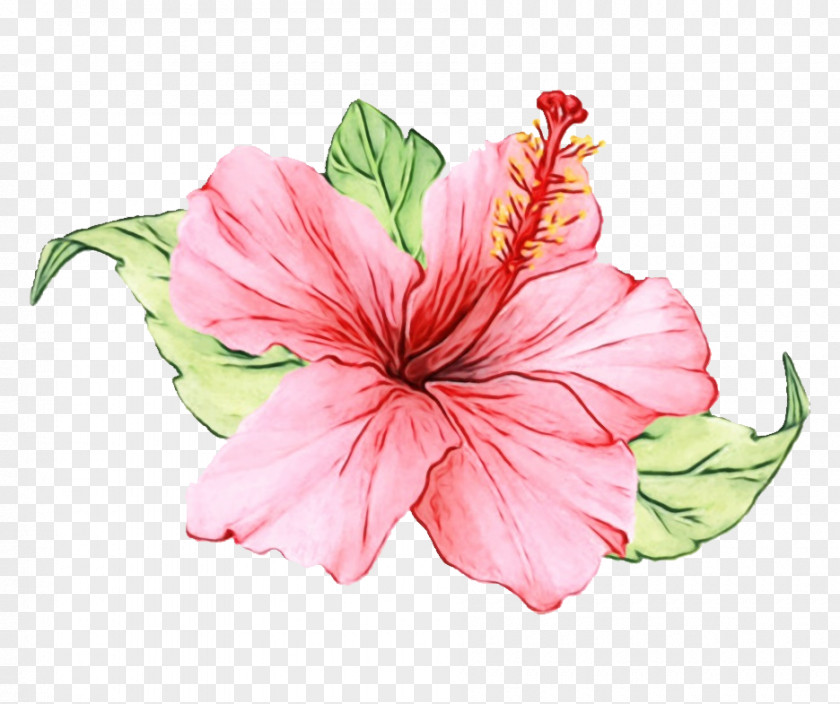 Chinese Hibiscus Plant Flower Pink Petal Hawaiian PNG