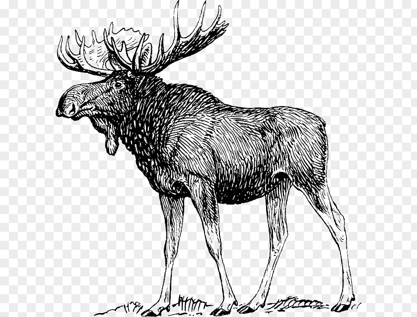 Deer Human Body Anatomy Elk Muscle PNG