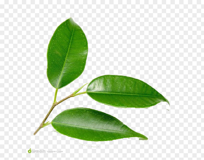 Delicate Green Leaves Leaf Tree Plant PNG
