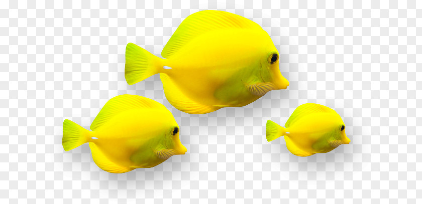 Fish Ornamental Yellow PNG