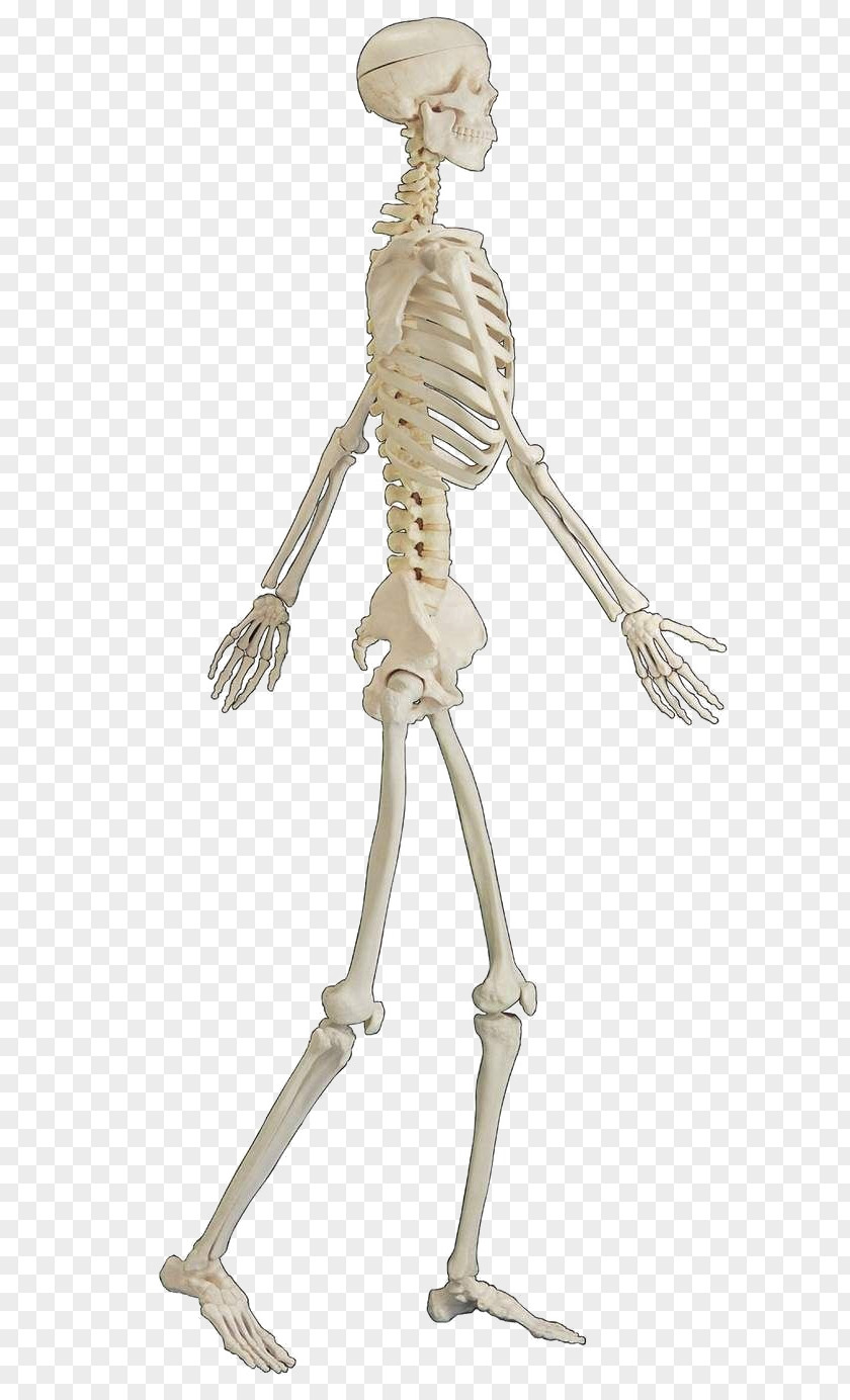 Free People Walking Skeleton Buckle Material Human Bone Body PNG