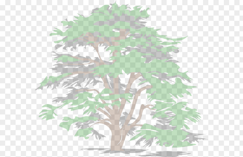 Tree Evergreen Clip Art PNG