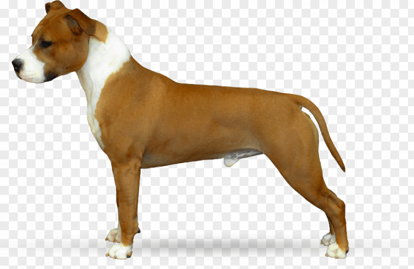 Bob Stone Dog Breed American Staffordshire Terrier Pit Bull PNG
