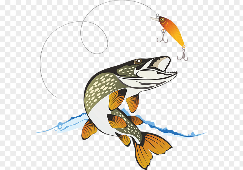 Fishing Northern Pike Stock Photography PNG