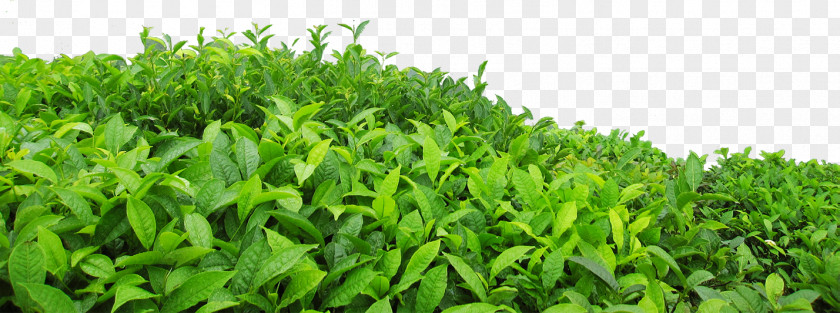 Green Leaf Tea .dwg Download PNG