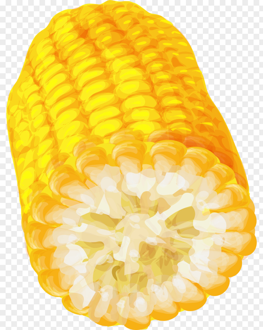 Hand Painted Yellow Corn On The Cob PNG