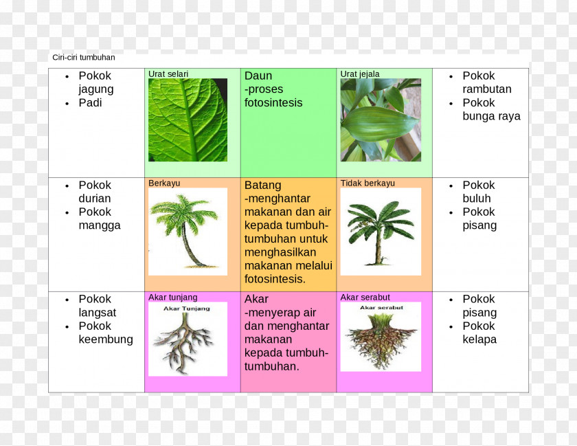 Leaf Diagram Brand Tree PNG