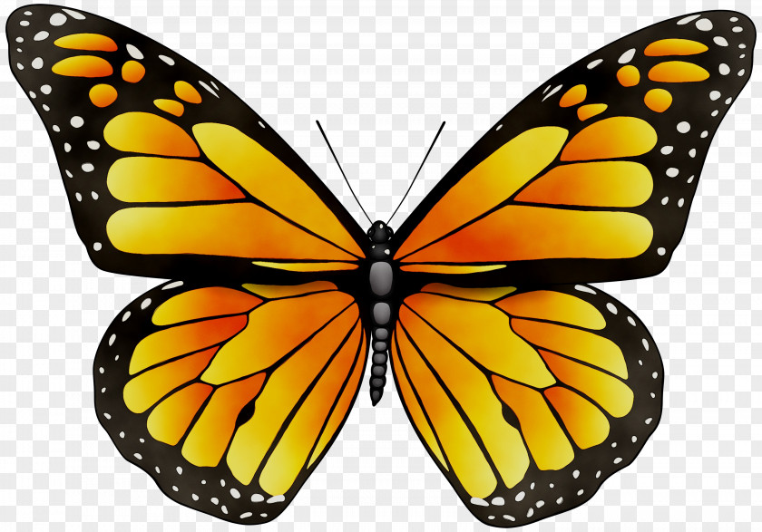 Monarch Butterfly Insect Stock Photography Clip Art PNG