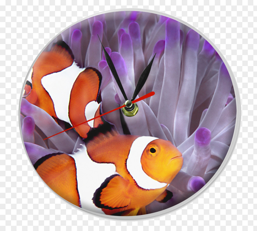 Sea Clownfish Anemone Red Great Barrier Reef PNG