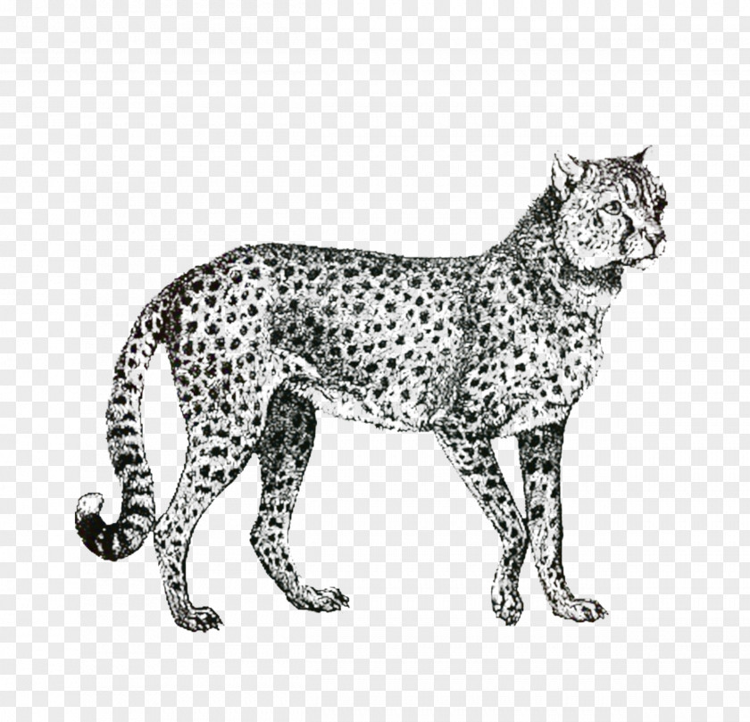 Snow Leopard Small To Mediumsized Cats Cat Drawing PNG