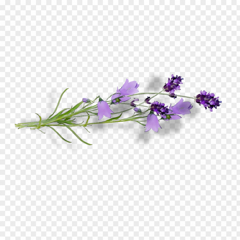 Bellflower Family Sweet Pea Lavender PNG