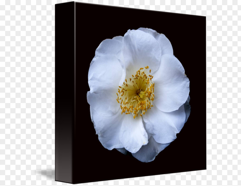 Camellia Border Rosaceae Rose Flower Petal PNG