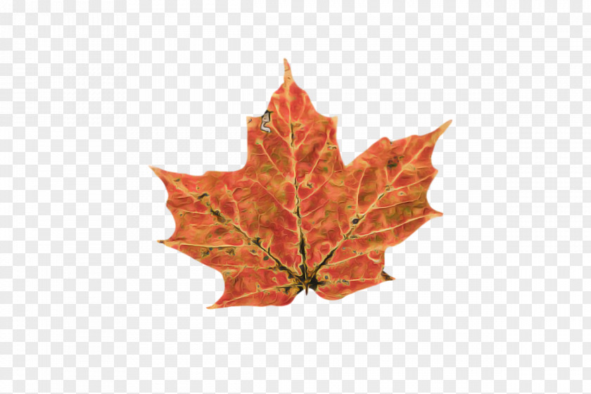 Leaf Maple / M Plant Structure Science PNG