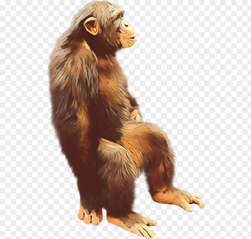 Macaque Old World Monkey Golden Background PNG