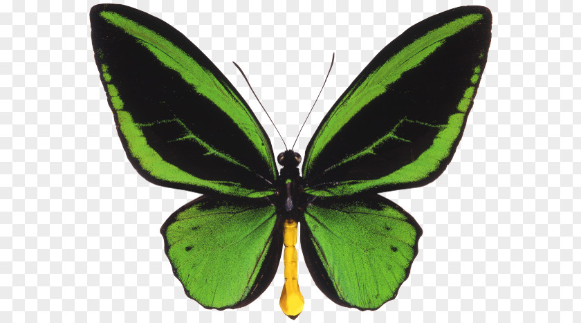 Butterfly Ornithoptera Priamus Queen Alexandra's Birdwing Trogonoptera PNG