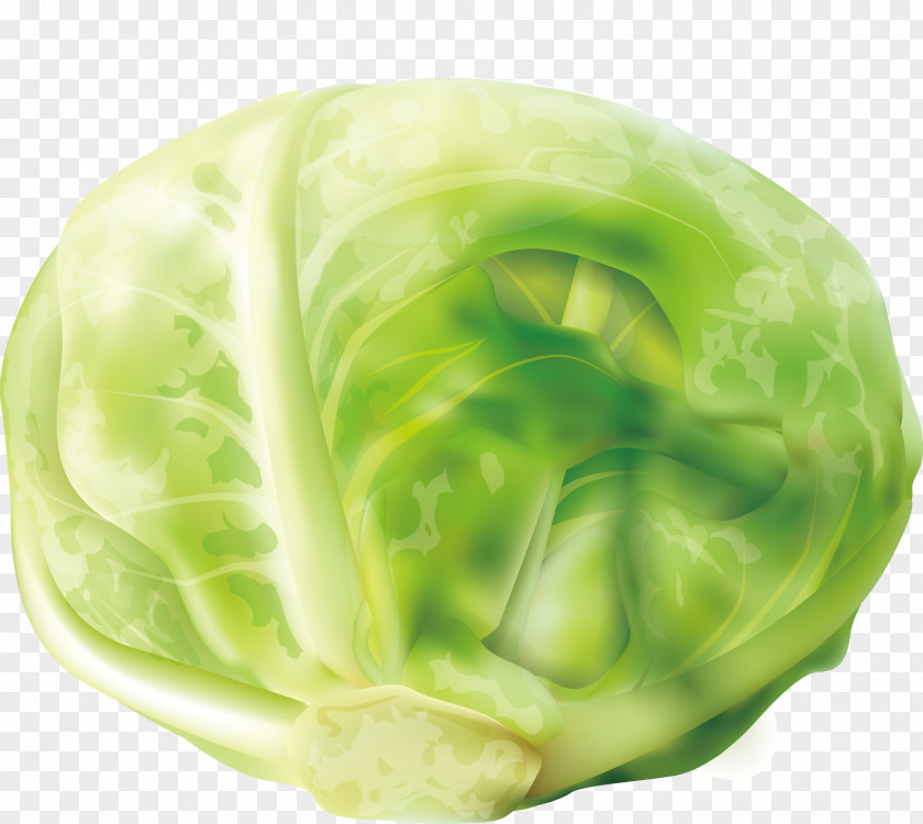 Cabbage Decoration Design Red Cruciferous Vegetables Clip Art PNG
