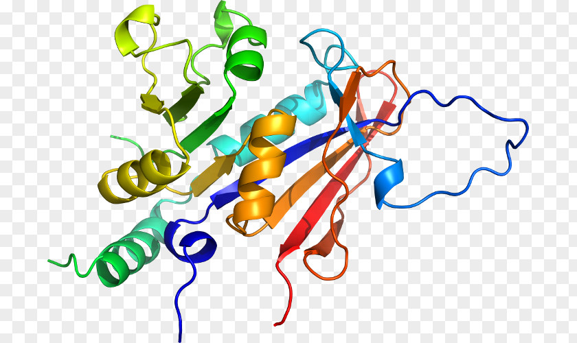 Dihydrofolate Reductase Sequence Domain Of A Function Organism Human Behavior PNG