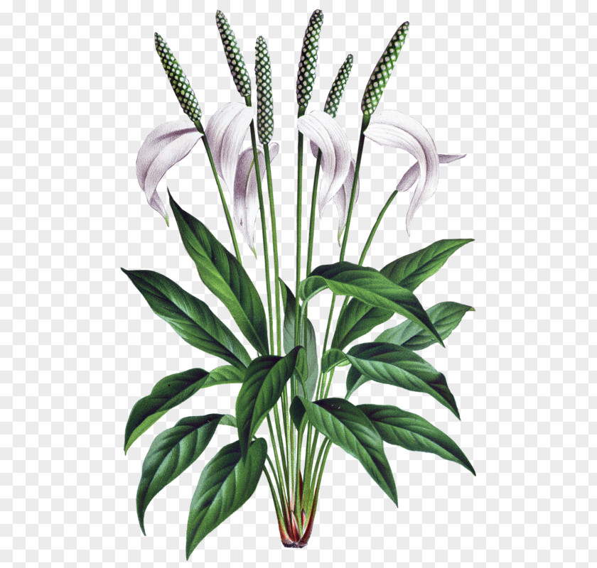Flower Spathiphyllum Wallisii Drawing Botanical Illustration Botany PNG