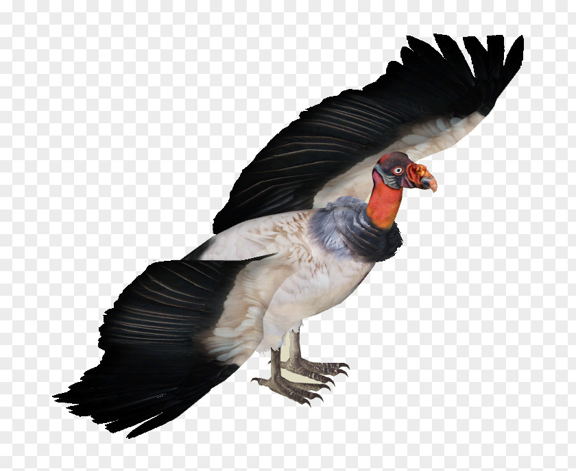 Goose King Vulture Zoo Tycoon 2 PNG