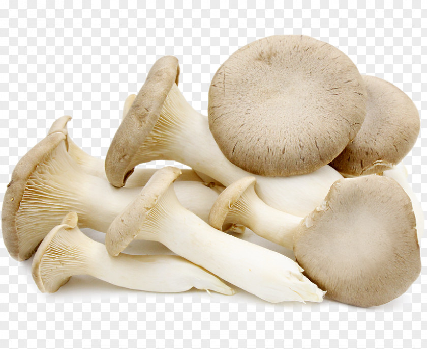 Mushroom Oyster Pleurotus Eryngii Edible PNG