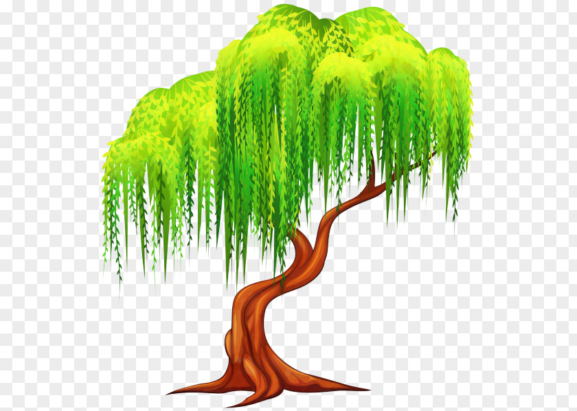 Tree Weeping Willow Clip Art Illustration Plants PNG