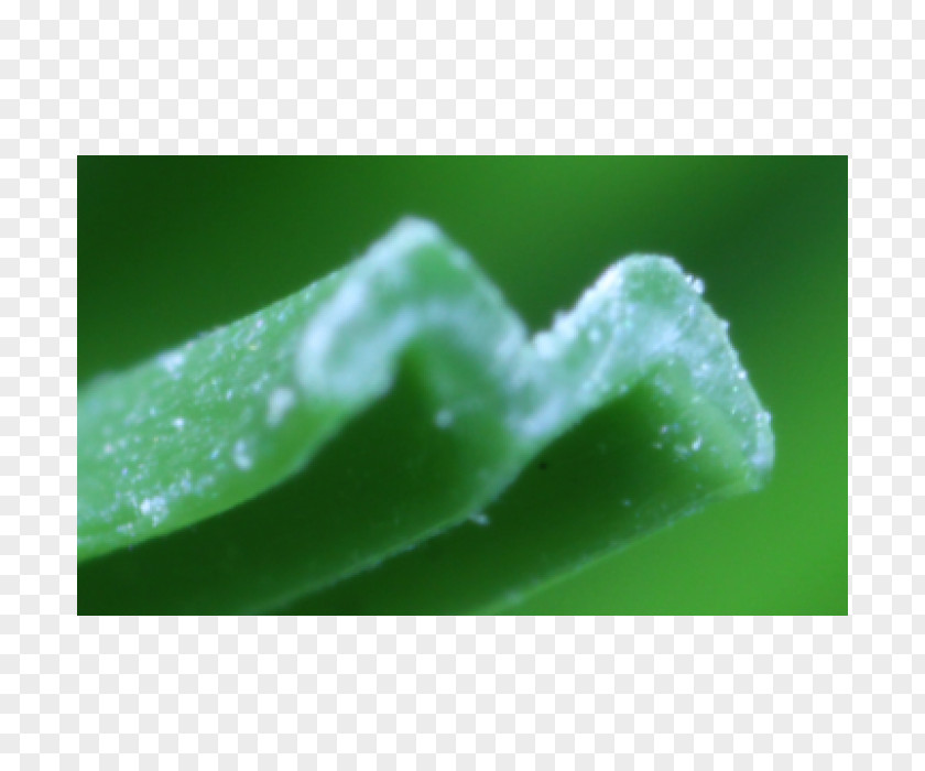Water Green Close-up PNG