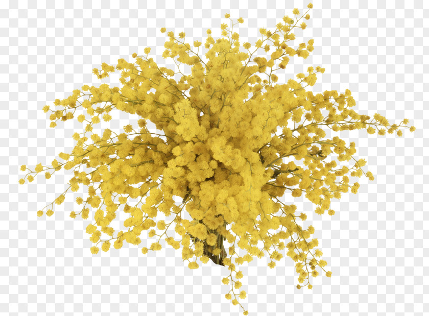 Bouquet Of Yellow Stars Sensitive Plant Flower PNG