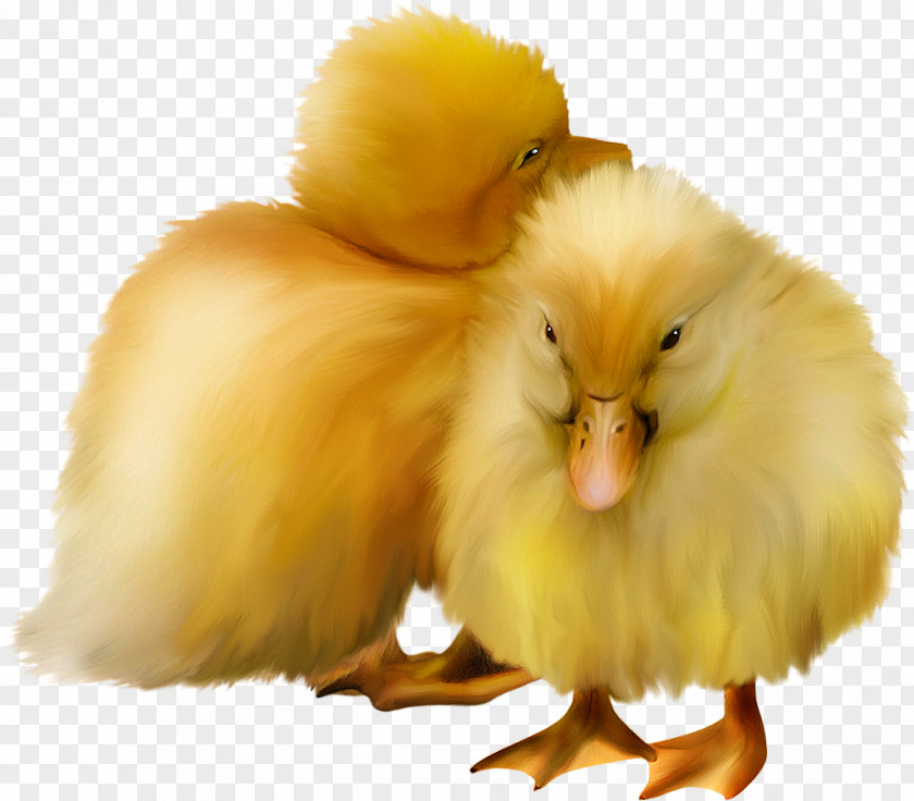 Duck Bird Paper Poultry Clip Art PNG