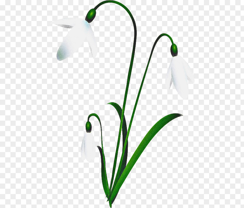 Lily Of The Valley Amaryllis Family Summer Background Flowers PNG