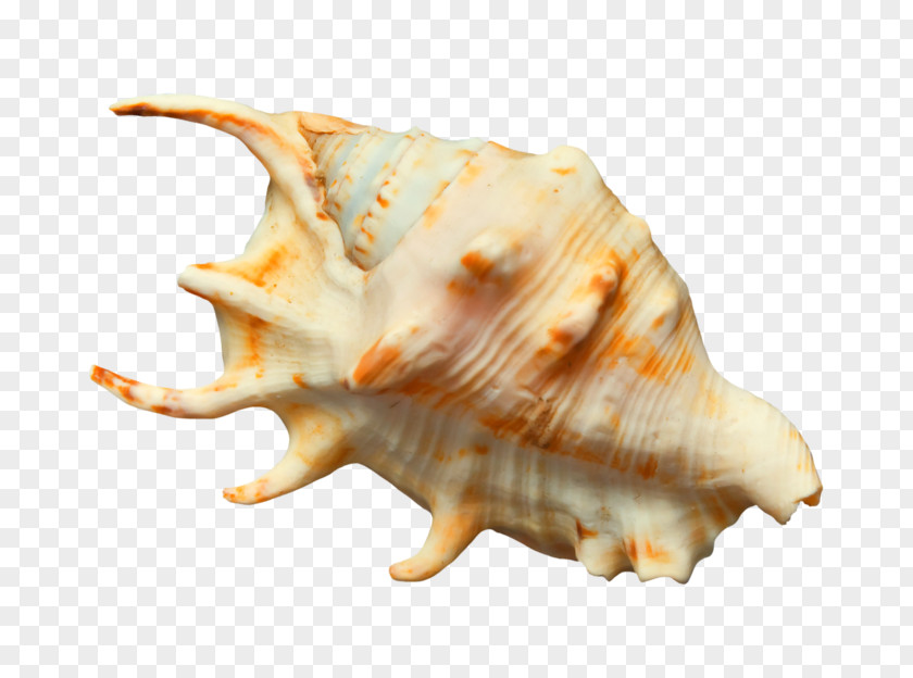 Seashell Conch Sea Snail PNG