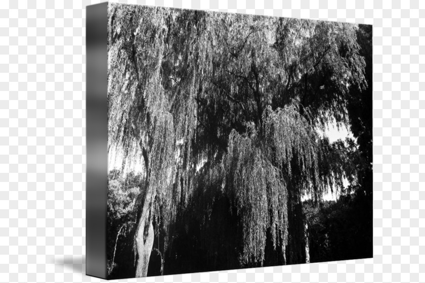 Weeping Willow Wood Stock Photography /m/083vt White PNG