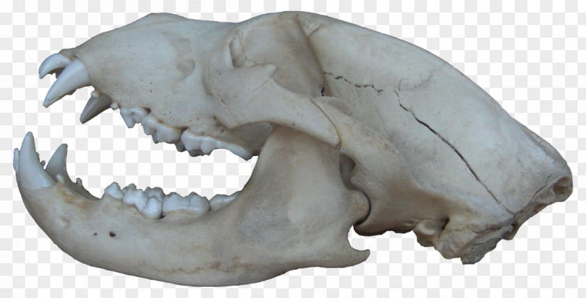 Bear American Black Brown Animal Skulls Bone PNG