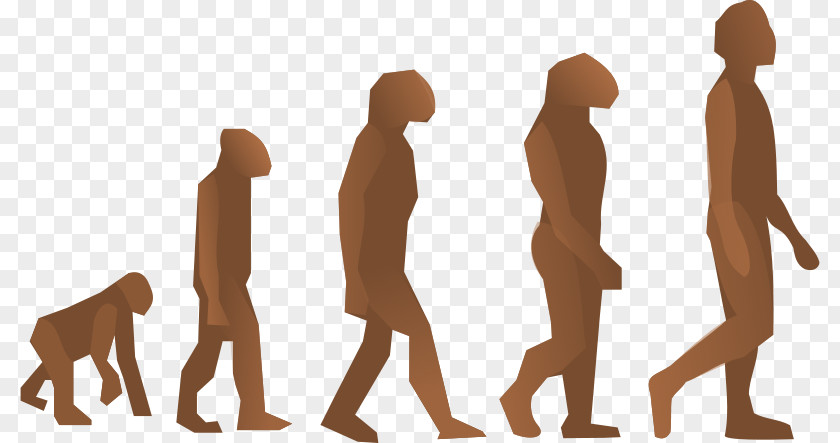Biology Cliparts Human Evolution Homo Sapiens Origen Del Hombre Natural Selection PNG