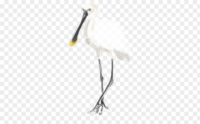 Cesar Millan Stork Spoonbills Bird Eurasian Spoonbill Beak PNG