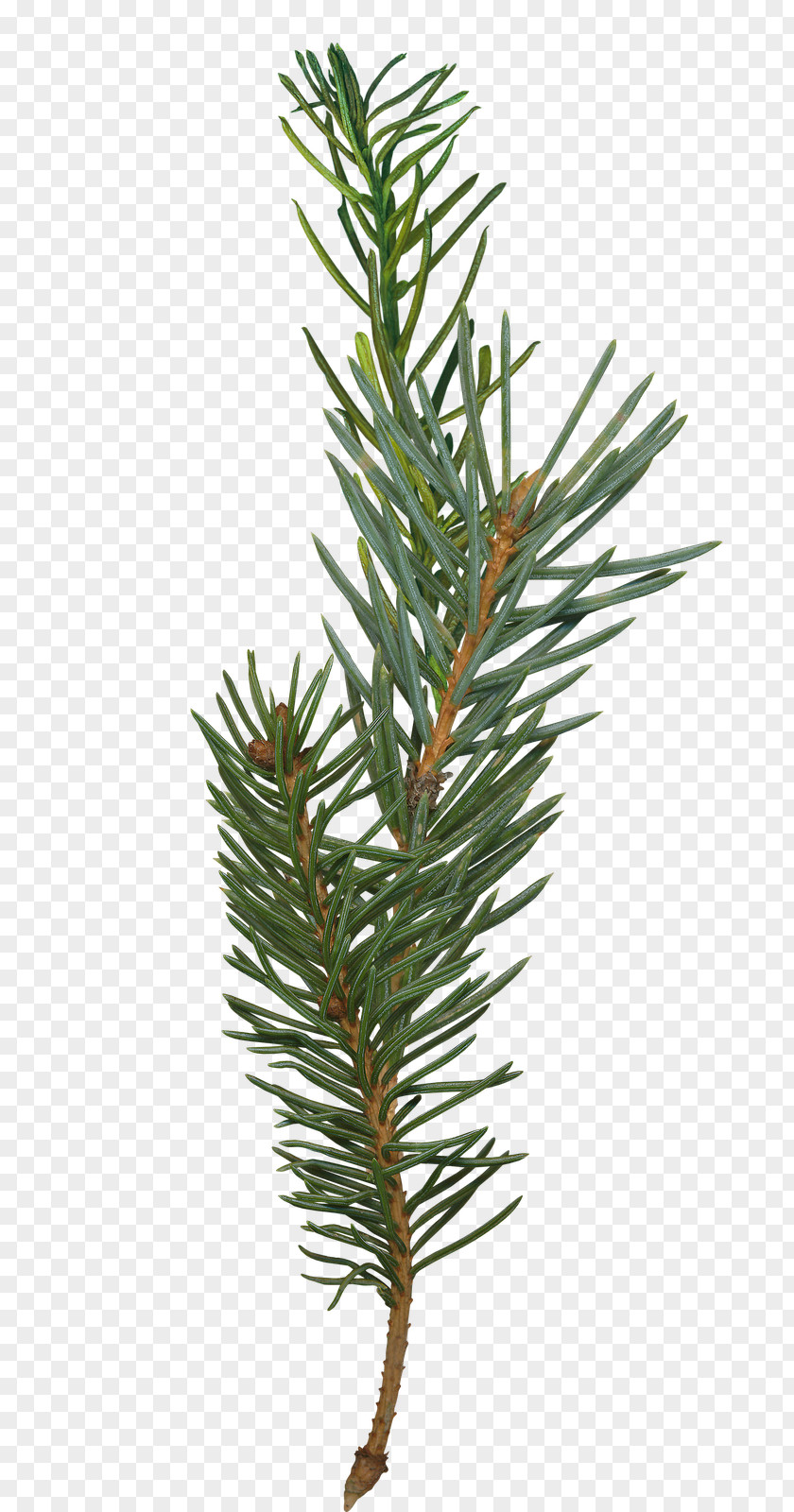 Fir-tree Pine Fir Branch Spruce Tree PNG