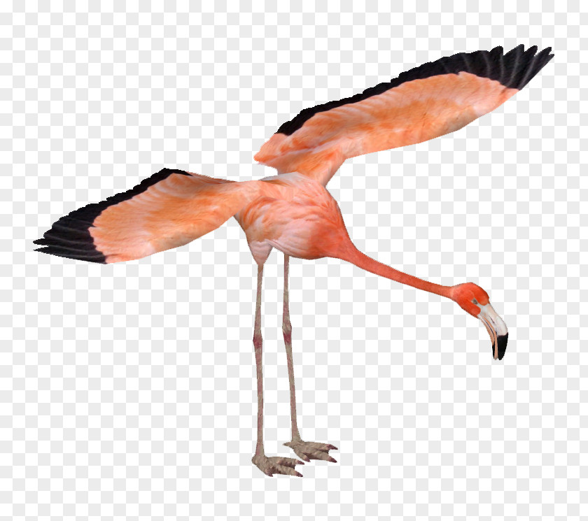Flamingo Zoo Tycoon 2 American Greater Bird PNG