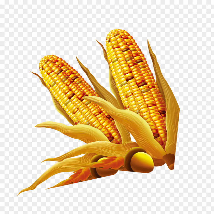 Golden Corn Download PNG